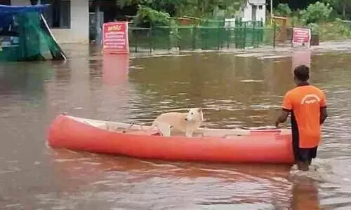 ആലുവ മണപ്പുറത്ത് കുടുങ്ങിയ നായക്ക് യുവാക്കൾ രക്ഷകരായി