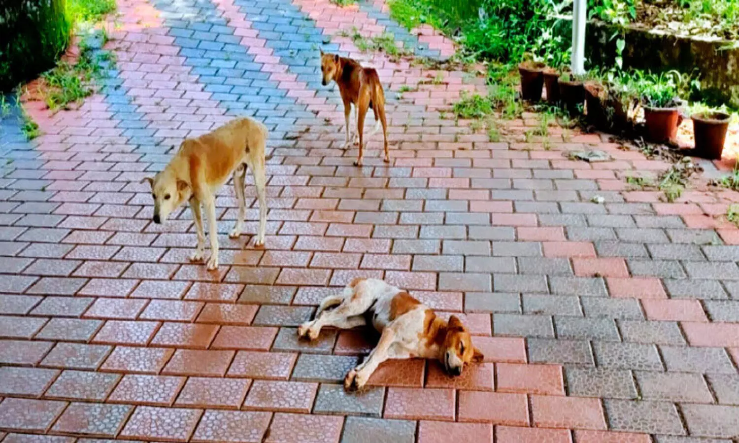 നീലേശ്വരത്തും കരിന്തളത്തും തെരുവുനായ് ശല്യം