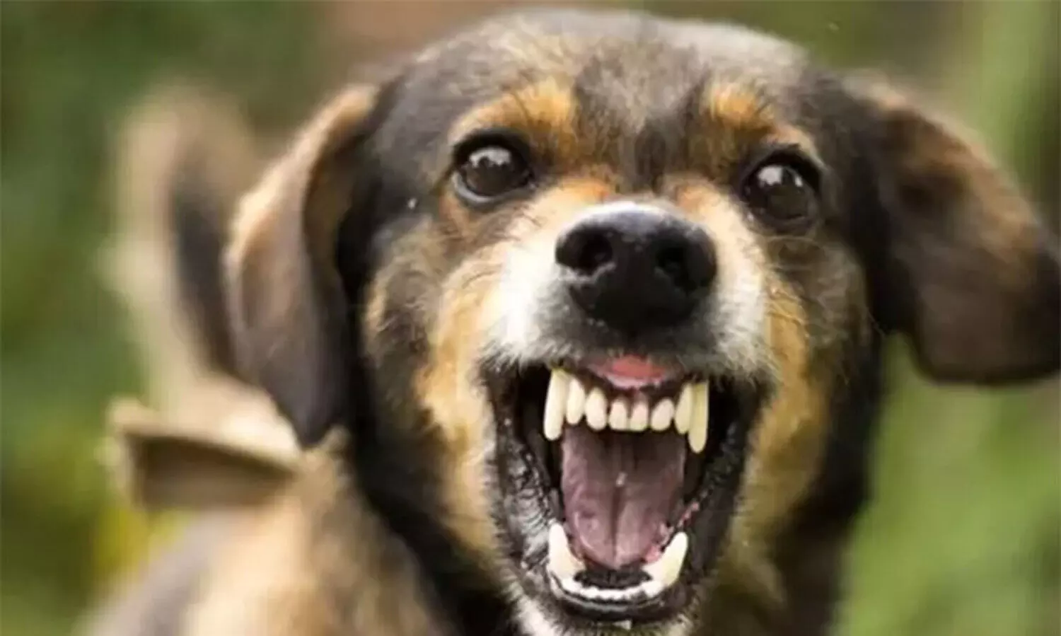 മേ​ത്ത​ല​യി​ൽ തെ​രു​വു​നാ​യു​ടെ ആ​ക്ര​മ​ണ​ത്തി​ൽ ഏ​ഴു​പേ​ർ​ക്ക് പ​രി​ക്ക്