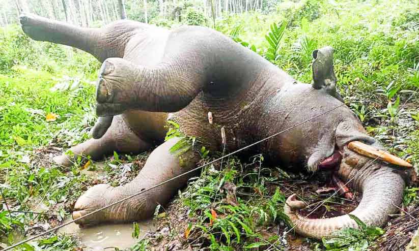 ഷോക്കേറ്റ് കാട്ടാന ചെരിഞ്ഞു ഷോക്കേറ്റ് കാട്ടാന ചെരിഞ്ഞു