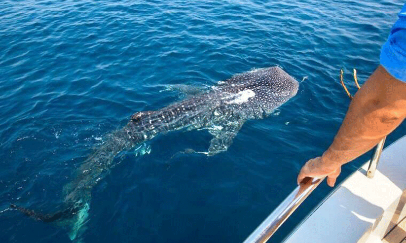 whale shark trip