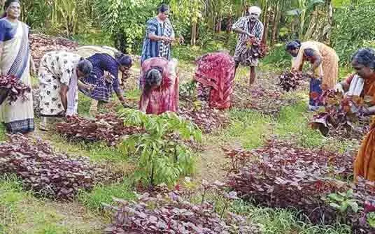 ഒരു ലക്ഷം കൃഷിയിടങ്ങളിൽ കൃഷി ആരംഭിച്ച് കർഷക ദിനാഘോഷം