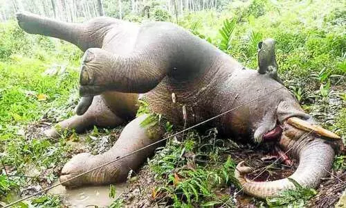 ഷോക്കേറ്റ് കാട്ടാന ചെരിഞ്ഞു