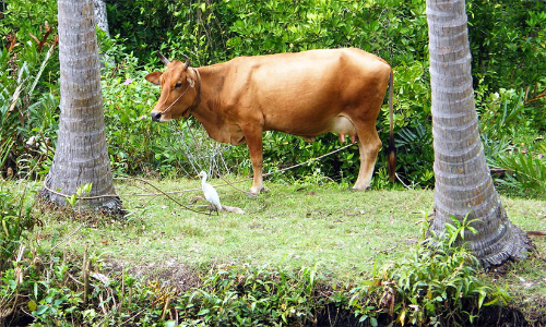പേയിളകി പശുക്കൾ ചത്തൊടുങ്ങുന്നു; മൃഗസംരക്ഷണ വകുപ്പും പഞ്ചായത്തും നോക്കുകുത്തിയാകുന്നതായി പരാതി