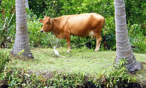 പേയിളകി പശുക്കൾ ചത്തൊടുങ്ങുന്നു; മൃഗസംരക്ഷണ വകുപ്പും പഞ്ചായത്തും നോക്കുകുത്തിയാകുന്നതായി പരാതി