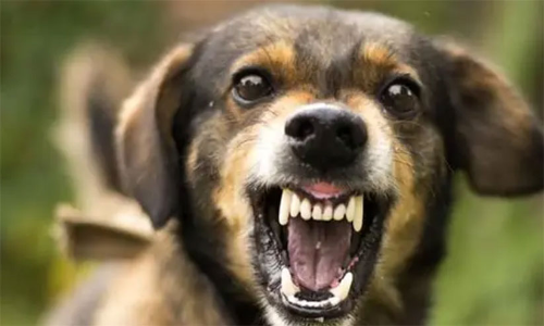 മേത്തലയിൽ തെരുവുനായുടെ ആക്രമണത്തിൽ ഏഴുപേർക്ക് പരിക്ക് മേത്തലയിൽ തെരുവുനായുടെ ആക്രമണത്തിൽ ഏഴുപേർക്ക് പരിക്ക്