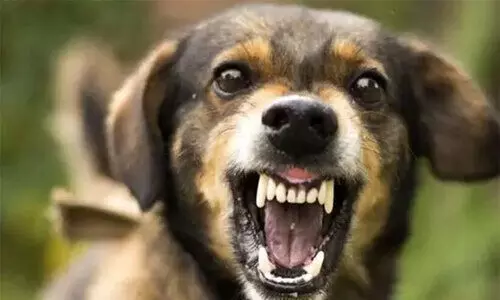 മേ​ത്ത​ല​യി​ൽ തെ​രു​വു​നാ​യു​ടെ ആ​ക്ര​മ​ണ​ത്തി​ൽ ഏ​ഴു​പേ​ർ​ക്ക് പ​രി​ക്ക്