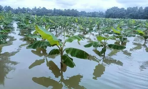 കനത്ത മഴയിൽ ചാലക്കൽ ഭാഗത്തെ കൃഷിയിടങ്ങളിൽ വെള്ളം കയറിയപ്പോൾ കനത്ത മഴയിൽ ചാലക്കൽ ഭാഗത്തെ കൃഷിയിടങ്ങളിൽ വെള്ളം കയറിയപ്പോൾ