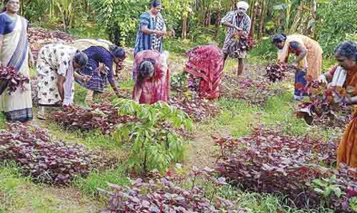 ഒരു ലക്ഷം കൃഷിയിടങ്ങളിൽ കൃഷി ആരംഭിച്ച് കർഷക ദിനാഘോഷം