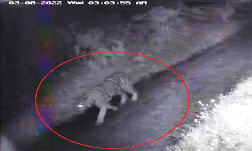 കടുവ മൈലമ്പാടിയിൽതന്നെ; തെളിവായി സി.സി.ടി.വി ദൃശ്യം കടുവ മൈലമ്പാടിയിൽതന്നെ; തെളിവായി സി.സി.ടി.വി ദൃശ്യം