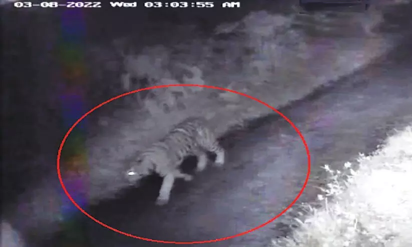 കടുവ മൈലമ്പാടിയിൽതന്നെ; തെളിവായി സി.സി.ടി.വി ദൃശ്യം