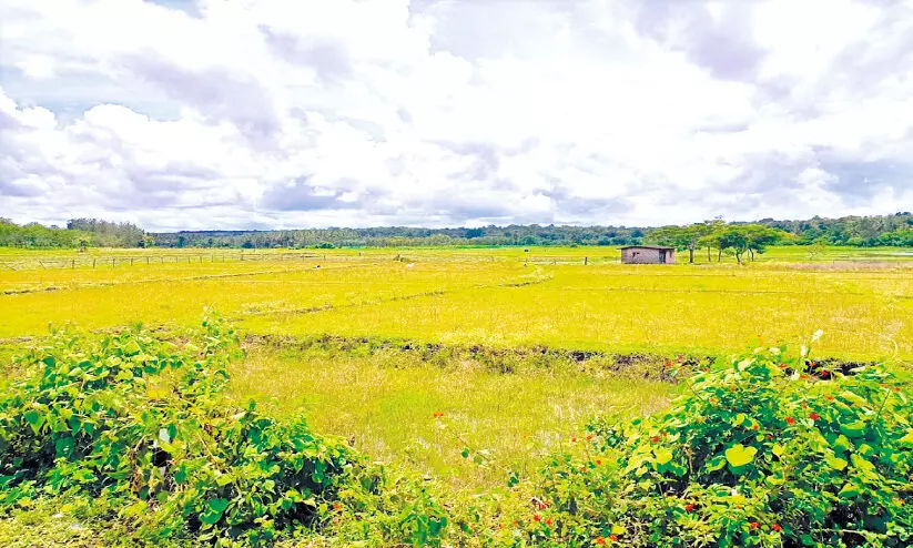 കനത്തമഴയിലും അതിർത്തി ഗ്രാമങ്ങളിൽ കൃഷിയിറക്കാനാകുന്നില്ല