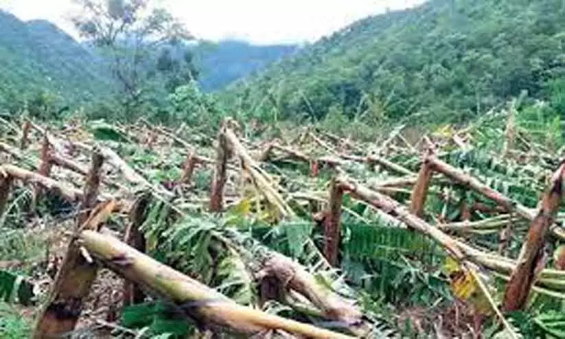 മഴക്കെടുതി; ജില്ലയിൽ 49.05 ലക്ഷത്തിന്‍റെ കൃഷിനാശമെന്ന് പ്രാഥമിക കണക്ക്