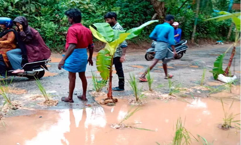വെള്ളത്തിലായ റോഡിൽ വാഴ നട്ടും ഞാറ്​നട്ടും പ്രതിഷേധം