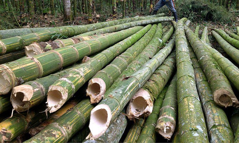 സൂക്ഷിക്കുക; മുളയിലൂടെയും വൈദ്യുതി പ്രവഹിക്കും സൂക്ഷിക്കുക; മുളയിലൂടെയും വൈദ്യുതി പ്രവഹിക്കും
