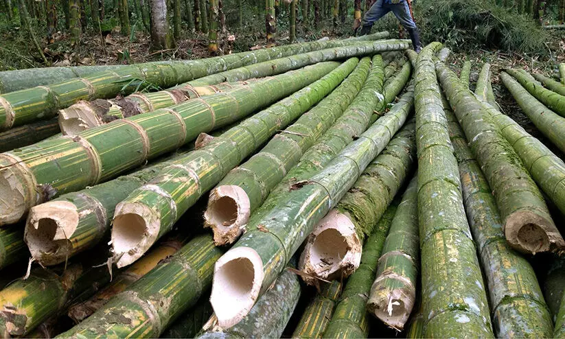 സൂക്ഷിക്കുക; മുളയിലൂടെയും വൈദ്യുതി പ്രവഹിക്കും സൂക്ഷിക്കുക; മുളയിലൂടെയും വൈദ്യുതി പ്രവഹിക്കും