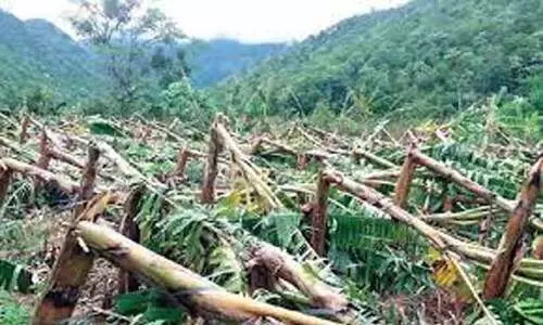 മഴക്കെടുതി; ജില്ലയിൽ 49.05 ലക്ഷത്തിന്റെ കൃഷിനാശമെന്ന് പ്രാഥമിക കണക്ക് മഴക്കെടുതി; ജില്ലയിൽ 49.05 ലക്ഷത്തിന്റെ കൃഷിനാശമെന്ന് പ്രാഥമിക കണക്ക്
