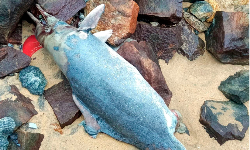 ചത്ത ഡോൾഫിൻ കരക്കടിഞ്ഞു