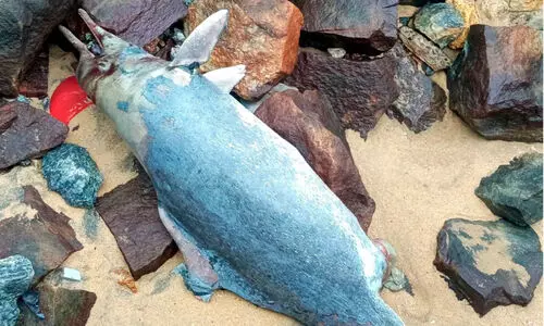 ചത്ത ഡോൾഫിൻ കരക്കടിഞ്ഞു