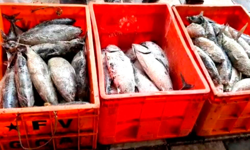 പുന്നമൂട് മാർക്കറ്റിൽനിന്ന് 200 കിലോ ചീഞ്ഞ ചൂര പിടികൂടി