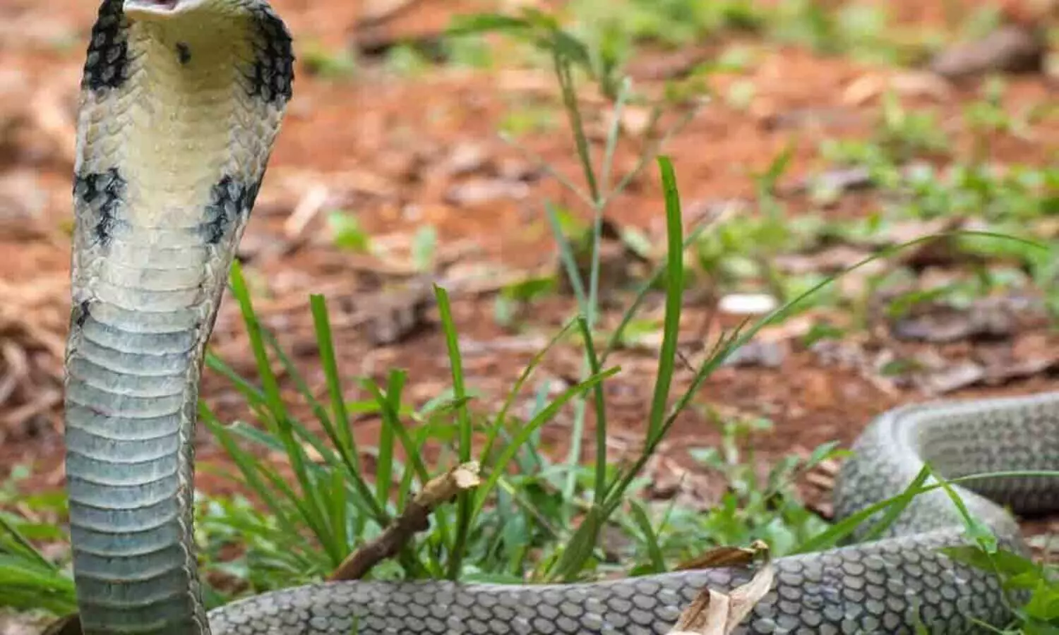 പാമ്പു കടിയേറ്റ് മരിച്ച സഹോദരന്റെ സംസ്‍കാര ചടങ്ങിനെത്തിയ യുവാവ് മറ്റൊരു പാമ്പിന്റെ കടിയേറ്റു മരിച്ചു