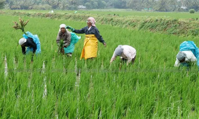 മഴക്കെടുതി; ജില്ലയില്‍ 4.56 കോടിയുടെ കൃഷിനാശം