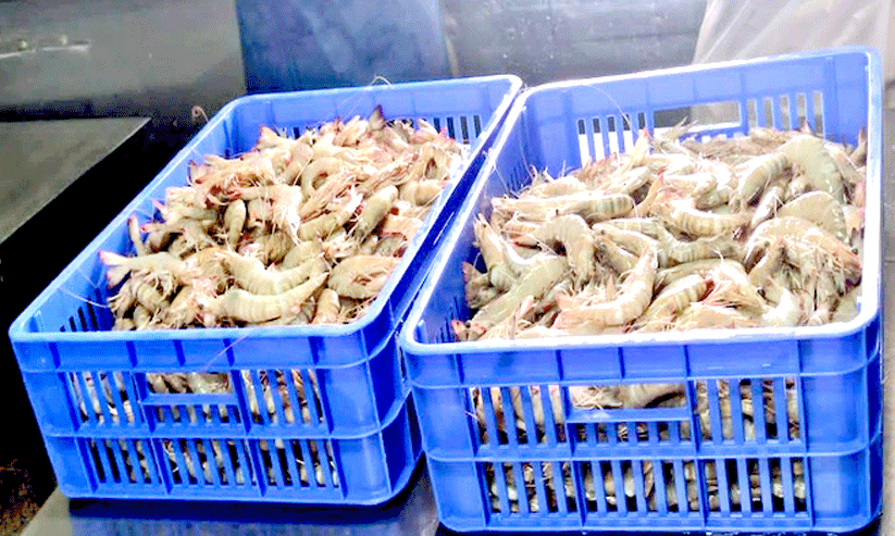 Caught 150 kg of shrimp Caught 150 kg of shrimp