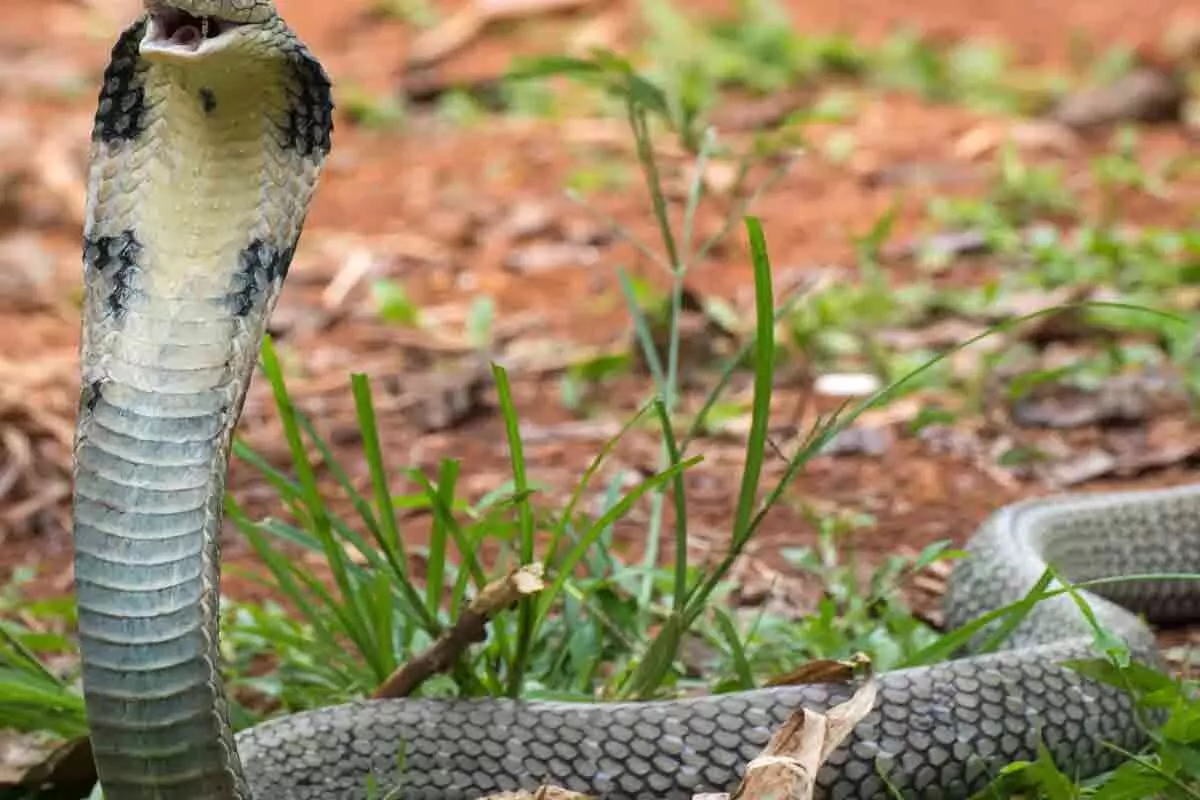 പാമ്പു കടിയേറ്റ് മരിച്ച സഹോദരന്റെ സംസ്കാര ചടങ്ങിനെത്തിയ യുവാവ് മറ്റൊരു പാമ്പിന്റെ കടിയേറ്റു മരിച്ചു പാമ്പു കടിയേറ്റ് മരിച്ച സഹോദരന്റെ സംസ്കാര ചടങ്ങിനെത്തിയ യുവാവ് മറ്റൊരു പാമ്പിന്റെ കടിയേറ്റു മരിച്ചു