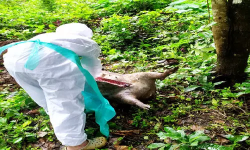ആഫ്രിക്കൻ പന്നിപ്പനി ആശങ്കയിൽ കാട്ടുപന്നിയുടെ ജഡം പോസ്റ്റ്മോർട്ടം ചെയ്തു