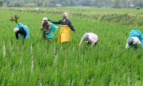 മഴക്കെടുതി; ജില്ലയില്‍ 4.56 കോടിയുടെ കൃഷിനാശം