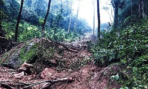 നെ​ല്ലി​യാ​മ്പ​തി​യി​ൽ ഉ​രു​ൾ​പൊ​ട്ട​ൽ, വ്യാ​പ​ക കൃ​ഷി​നാ​ശം