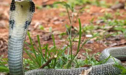 പാമ്പു കടിയേറ്റ് മരിച്ച സഹോദരന്റെ സംസ്‍കാര ചടങ്ങിനെത്തിയ യുവാവ് മറ്റൊരു പാമ്പിന്റെ കടിയേറ്റു മരിച്ചു