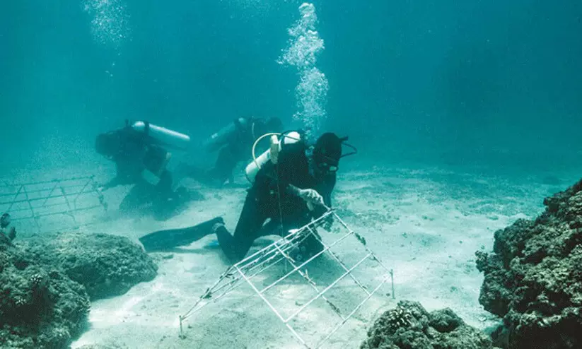 ഖുറിയാത്തിൽ കൃത്രിമ പവിഴപ്പുറ്റുകൾ വികസിപ്പിക്കൽ പുരോഗമിക്കുന്നു