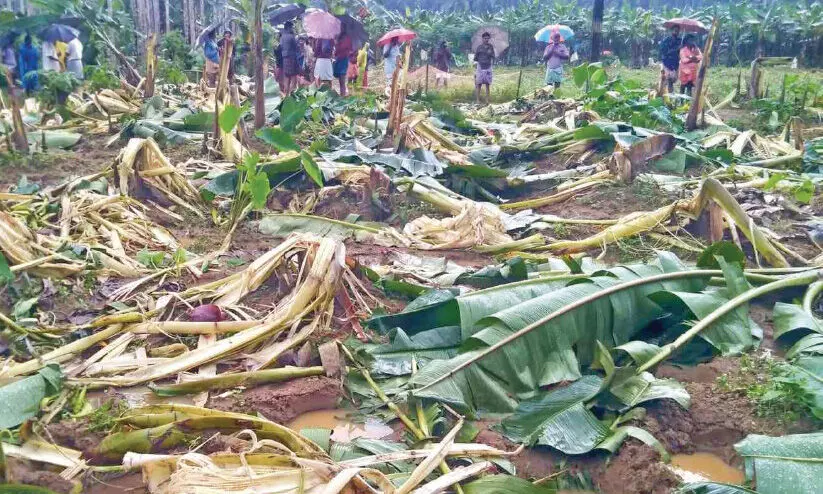 കച്ചേരിപറമ്പിൽ താണ്ഡവമാടി കാട്ടാനകൾ; 5000 വാഴകൾ നശിച്ചു കച്ചേരിപറമ്പിൽ താണ്ഡവമാടി കാട്ടാനകൾ; 5000 വാഴകൾ നശിച്ചു