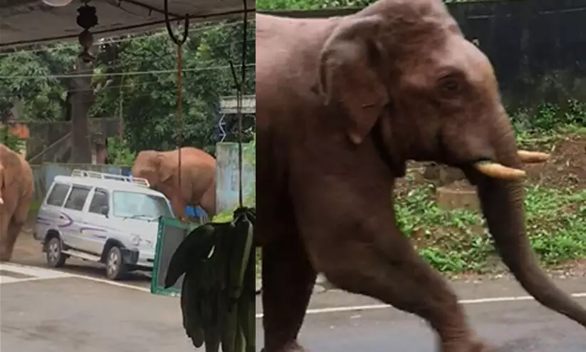 റോഡിലിറങ്ങിയോടി കാട്ടാനകൾ; ഭയന്ന് ജനം VIDEO റോഡിലിറങ്ങിയോടി കാട്ടാനകൾ; ഭയന്ന് ജനം VIDEO