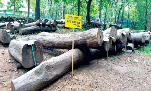 ചരിത്രത്തിലെ ഏറ്റവും വലിയ ഈട്ടി ലേലത്തിനൊരുങ്ങി നിലമ്പൂർ ഡിപ്പോ ചരിത്രത്തിലെ ഏറ്റവും വലിയ ഈട്ടി ലേലത്തിനൊരുങ്ങി നിലമ്പൂർ ഡിപ്പോ