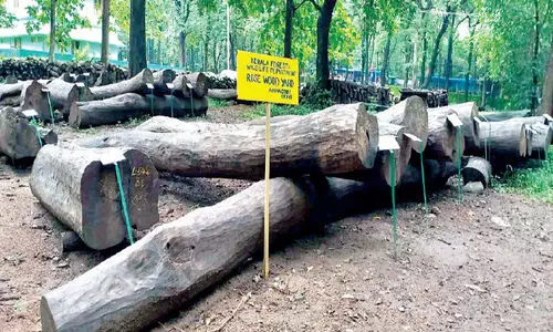 ചരിത്രത്തിലെ ഏറ്റവും വലിയ ഈട്ടി ലേലത്തിനൊരുങ്ങി നിലമ്പൂർ ഡിപ്പോ