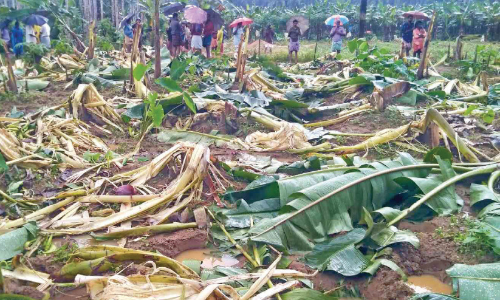 കച്ചേരിപറമ്പിൽ താണ്ഡവമാടി കാട്ടാനകൾ; 5000 വാഴകൾ നശിച്ചു