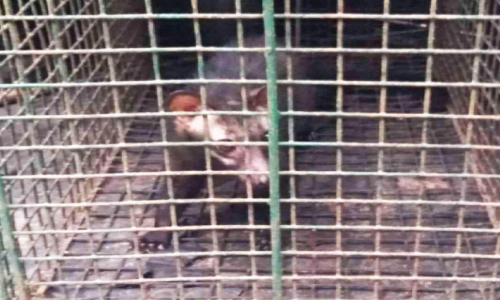 ശല്യക്കാരൻ വെരുകിനെ കെണി വെച്ച് പിടികൂടി