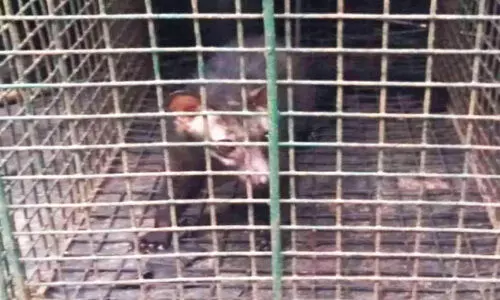 ശല്യക്കാരൻ വെരുകിനെ കെണി വെച്ച് പിടികൂടി