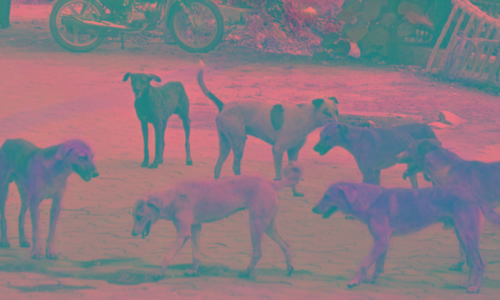 തെരുവുനായ് ഭീതിയിൽ അരൂർ