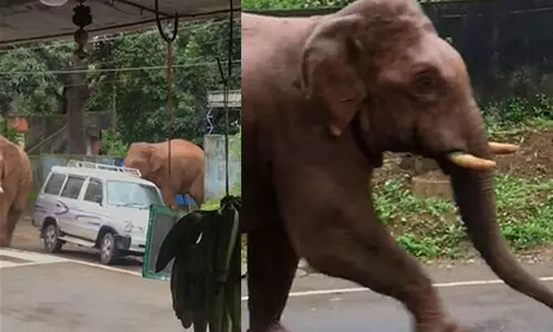 റോഡിലിറങ്ങിയോടി കാട്ടാനകൾ; ഭയന്ന് ജനം VIDEO