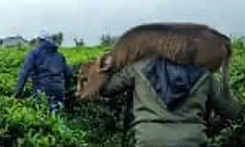 അമ്മയെ തേടി കാട്ടെരുമ കുഞ്ഞിനെ തോളിലേറ്റി വനപാലകർ