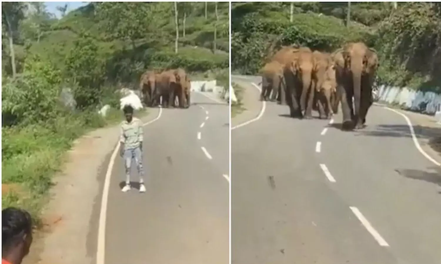 ആനക്കൂട്ടത്തിനൊപ്പം സെൽഫിയെടുക്കാൻ നടുറോഡിൽ കാർ നിർത്തി; യാത്രക്കാർക്ക് പിന്നീട് സംഭവിച്ചത്