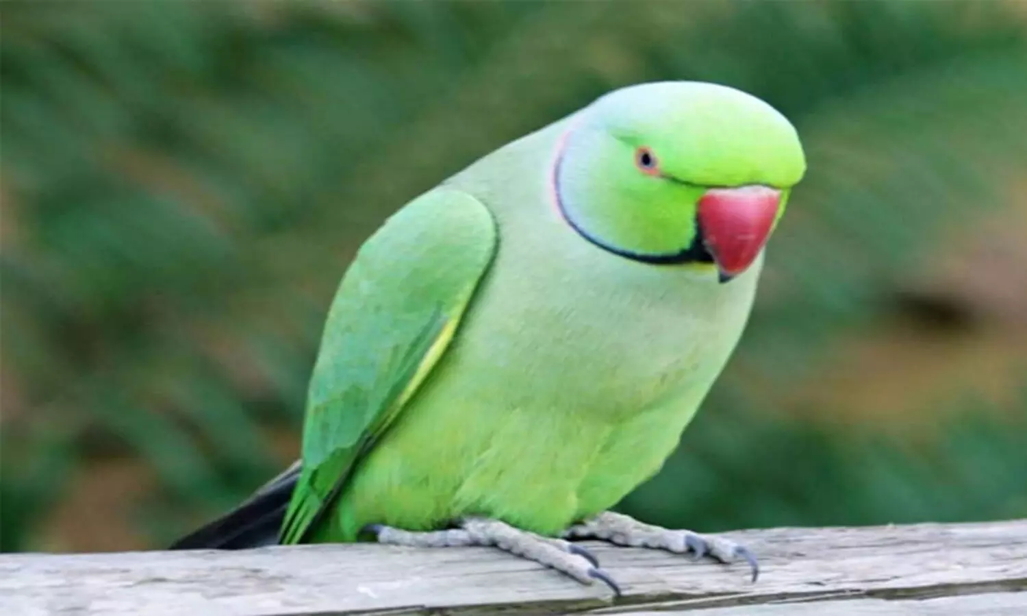 തത്തയുടെ കരച്ചിൽ ശല്യമായി; അയൽക്കാരനെതിരെ പരാതിയുമായി 72കാരൻ പൊലീസ് സ്റ്റേഷനിൽ