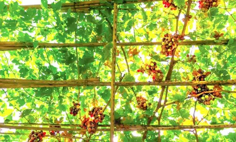 ഒമാനിൽ മുന്തിരിക്കാലം; സഞ്ചാരികൾ പ്രവഹിക്കുന്നു ഒമാനിൽ മുന്തിരിക്കാലം; സഞ്ചാരികൾ പ്രവഹിക്കുന്നു