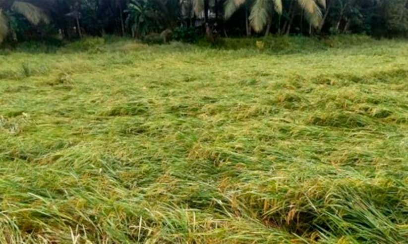 ആറ് ദിവസത്തിനിടെ 92.01 കോടിയുടെ കൃഷിനാശം ആറ് ദിവസത്തിനിടെ 92.01 കോടിയുടെ കൃഷിനാശം