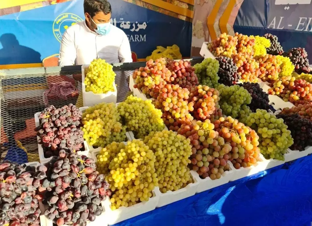 ഖസീം മുന്തിരിയുത്സവം ആറ് ദിവസം കൂടി; മേള നഗരിയിൽ തിരക്കേറി ഖസീം മുന്തിരിയുത്സവം ആറ് ദിവസം കൂടി; മേള നഗരിയിൽ തിരക്കേറി
