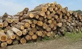 കൃഷിക്കുള്ള പട്ടയത്തിന്റെ മറവിൽ വൻ മരംകൊള്ള; കുറ്റവാളികളെ സംരക്ഷിച്ച് വനംവകുപ്പിന്റെ റിപ്പോർട്ട് കൃഷിക്കുള്ള പട്ടയത്തിന്റെ മറവിൽ വൻ മരംകൊള്ള; കുറ്റവാളികളെ സംരക്ഷിച്ച് വനംവകുപ്പിന്റെ റിപ്പോർട്ട്