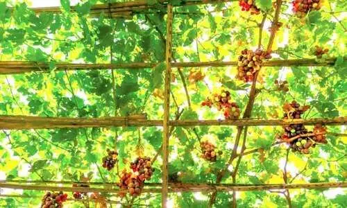 ഒമാനിൽ മുന്തിരിക്കാലം; സഞ്ചാരികൾ പ്രവഹിക്കുന്നു